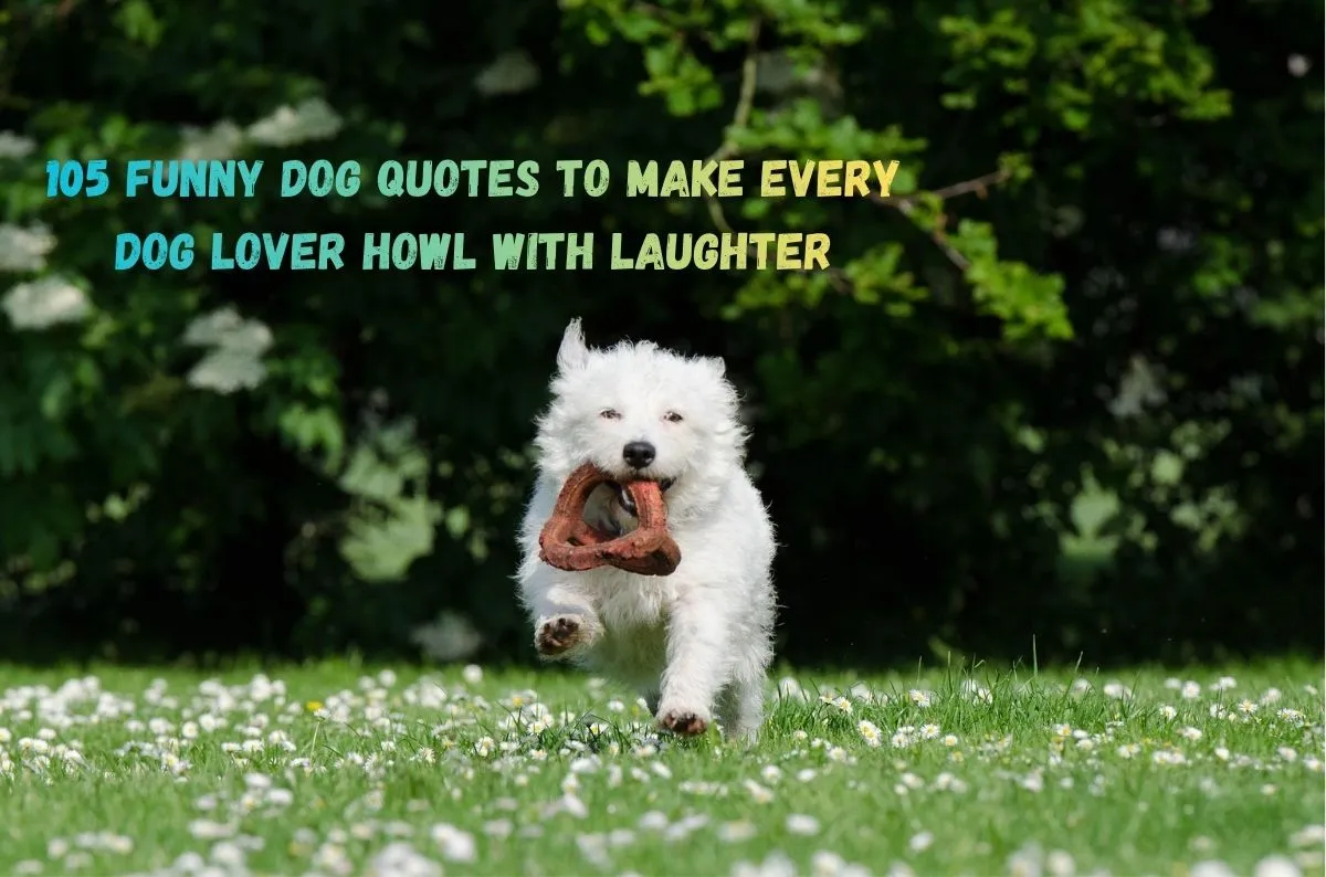 105 Funny Dog Quotes to Make Every Dog Lover Howl with Laughter